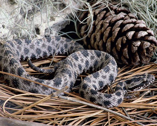 Rattlesnake Awareness