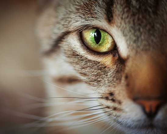 Feral Feline Program